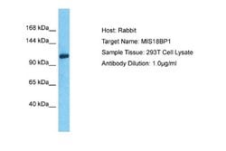 KNL-2 Antibody, Novus Biologicals 100 &mu;L; Unconjugated:Antistoffer